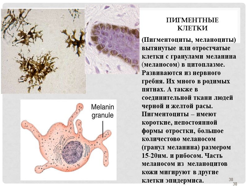 Пигментные клетки  (Пигментоциты, меланоциты) вытянутые или отростчатые клетки с гранулами меланина (меланосом) в